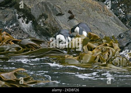 Fiordland crested penguin Eudyptes pachyrhynchus sulla spiaggia rocciosa Nuova Zelanda Foto Stock