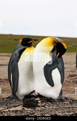 Re penguin Aptenodytes patagonicus adulto dormire nelle Isole Falkland Foto Stock