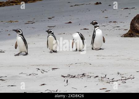 Pinguino di Magellano Spheniscus magellanicus adulti su una spiaggia Isola di Sealion Isole Falkland territorio britannico d'oltremare dicembre 2016 Foto Stock