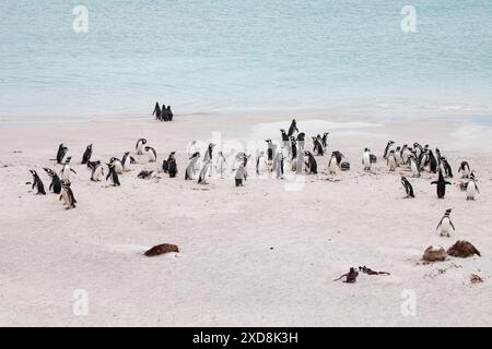 Magellanic penguin Spheniscus magellanicus gruppo di adulti su una spiaggia più deprimente Island Isole Falkland British Overseas territorio Dicembre 2016 Foto Stock