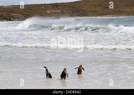 Pinguino di Magellano Spheniscus magellanicus adulti nel mare Pebble Island Isole Falkland territorio britannico d'oltremare dicembre 2016 Foto Stock