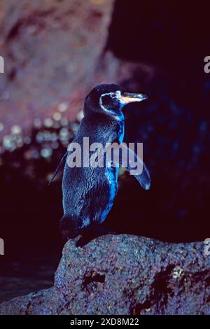 Pinguino delle Galapagos Spheniscus mendiculus, Bartolome, Isole Galapagos, Ecuador Foto Stock