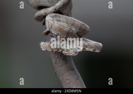 Serpente (Corallus hortulanus) arricciato su un bastone Foto Stock