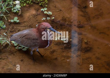 Tigrisoma lineatum, Tiger Heron fasciato Foto Stock