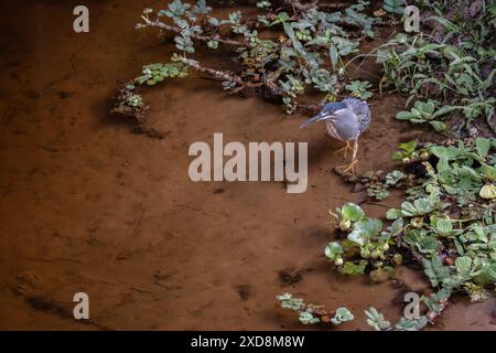 Uccello striato di Heron (Butorides striata) sul lago Foto Stock