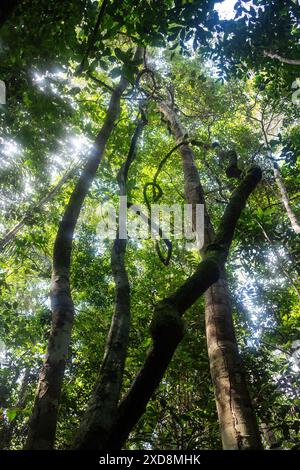 Splendida vista della verde foresta pluviale amazzonica e dell'arcipelago di Anavilhanas Foto Stock