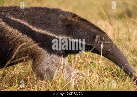 Formichiere gigante nel Pantanal meridionale del Mato grosso do sul Foto Stock