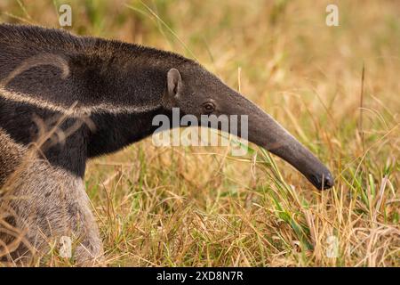 Formichiere gigante nel Pantanal meridionale del Mato grosso do sul Foto Stock