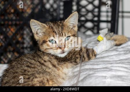 Il gattino, con i suoi accattivanti occhi blu, poggia pacificamente su una morbida coperta bianca. Le sue delicate caratteristiche evocano un senso di comfort e tranquillità Foto Stock