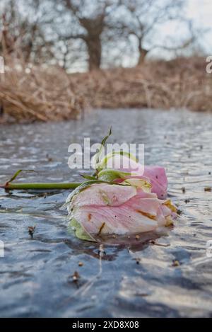 2 rose rosa pallide e bianche congelate sulla superficie di uno stagno, intrappolate nel ghiaccio Foto Stock