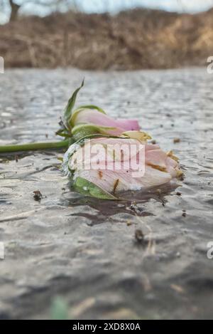 2 rose rosa pallide e bianche congelate sulla superficie di uno stagno, intrappolate nel ghiaccio Foto Stock