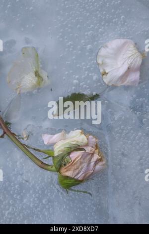 Rosa pallido congelata e intrappolata nel ghiaccio Foto Stock