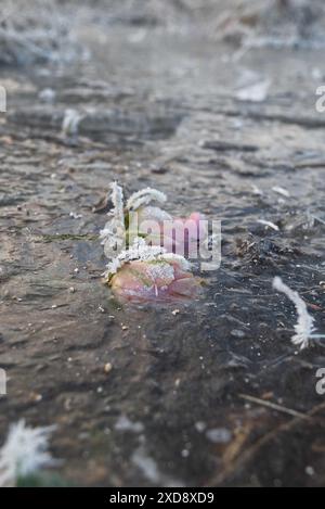 2 rose rosa pallide e bianche congelate sulla superficie di uno stagno, intrappolate nel ghiaccio Foto Stock