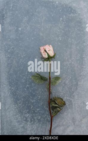 Rosa pallido congelata e intrappolata nel ghiaccio Foto Stock