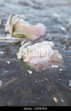 2 rose rosa pallide e bianche congelate sulla superficie di uno stagno, intrappolate nel ghiaccio Foto Stock