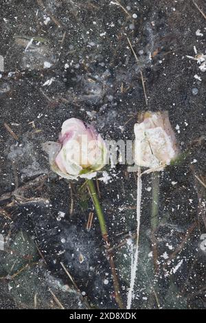 2 rose rosa pallide e bianche congelate sulla superficie di uno stagno, intrappolate nel ghiaccio Foto Stock