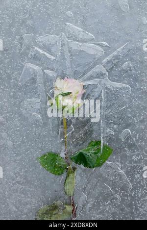 Rosa pallido congelata e intrappolata nel ghiaccio Foto Stock