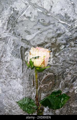 Rosa pallido congelata e intrappolata nel ghiaccio Foto Stock