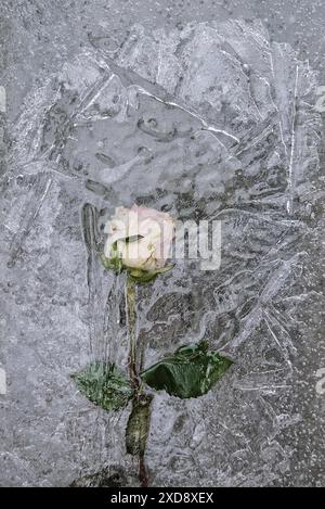 Rosa pallido congelata e intrappolata nel ghiaccio Foto Stock