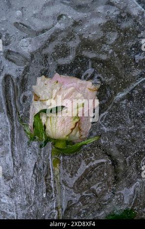 Rosa pallido congelata e intrappolata nel ghiaccio Foto Stock