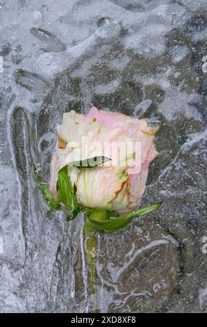 Rosa pallido congelata e intrappolata nel ghiaccio Foto Stock