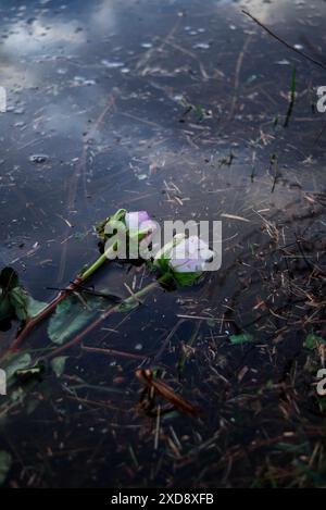 2 rose rosa pallide e bianche congelate sulla superficie di uno stagno, intrappolate nel ghiaccio Foto Stock