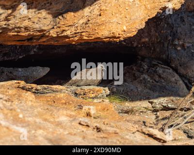 Piccione di roccia calcarea, Petrophassa rufipennis, uccello endemico nel Parco Nazionale di Kakadu, territorio del Nord, Australia Foto Stock