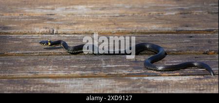 Primo piano di serpente d'erba che strizza lungo il pavimento di legno Foto Stock