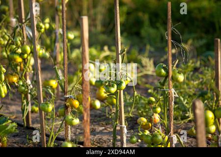 Pomodori verdi maturi che crescono in un campo con bastoncini di supporto. Molti pomodori maturi sulle viti in un campo agricolo. Pomodori freschi che crescono sulle piante di un'azienda agricola Foto Stock