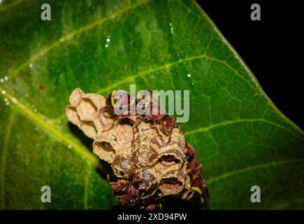 Foto macro di una vespa su una foglia verde. Foto Stock