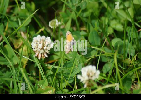 Farfalla piccolo uccello prato Coenonympha pamphilus si trova nascosto nell'erba Foto Stock