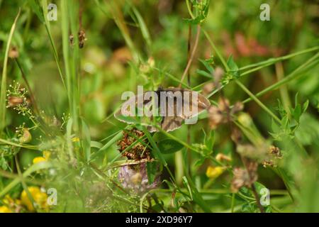 Farfalla nobile, farfalla grande occhio di bue Maniola jurtina, seduta nascosta nell'erba Foto Stock