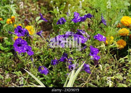 Petunia 'cielo notturno' fiore con i suoi splendidi fiori punteggiati blu e bianchi Foto Stock