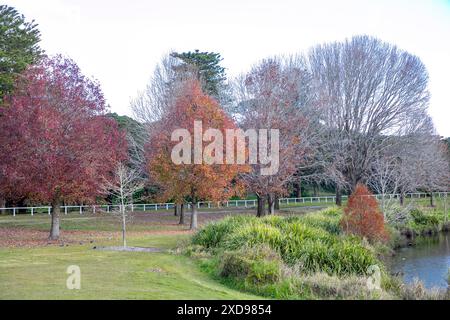 Centennial Park a Randwick Sydney, giorno invernale con colori autunnali sugli alberi, parco verde di Sydney e parco cittadino con lago acquatico, NSW, Australia, 2024 Foto Stock