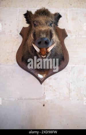 Il cinghiale si dirige all'interno dello Chateau de Brissac, residenza e tenuta del Duca di Brissac, nel comune di Brissac-Quince nell'Angiò nel dipartimento o Foto Stock