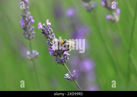 Impollinazione delle api sul fiore della lavanda Foto Stock