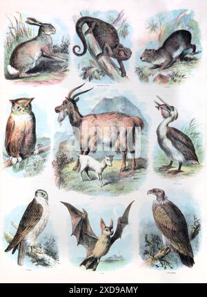 A Page in Antique 19th Century Brown's Self-Interpreting Family Bible raffigurante animali - Lepre, Camaleonte, Coney, Owl, Goat, Pelican, Hawk, Bat e Vult Foto Stock