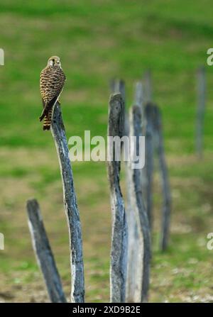 Gheppio comune arroccato su un palo di recinzione in un pascolo, il monte del giura in Svizzera Foto Stock