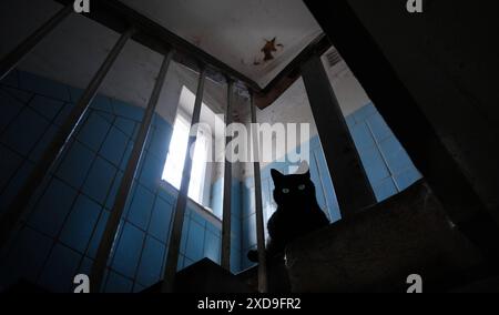 DAS Böse Schwarze Katze in einem alten Treppenhaus *** il malvagio gatto nero in una vecchia scalinata Copyright: XRayxvanxZeschaux Foto Stock