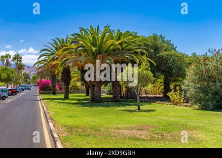 Banane nane Cavendish delle Isole Canarie foglie di banana fiore di banana Foto Stock