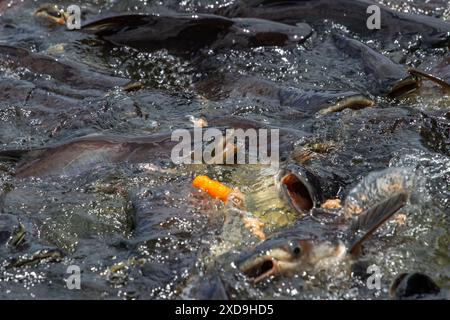 Pesce gatto, Wat Nang sao, Samut Sakhon, Thailandia Foto Stock