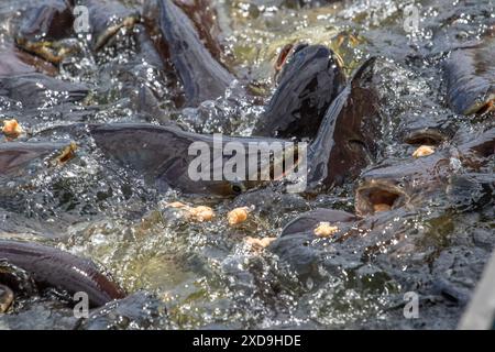 Pesce gatto, Wat Nang sao, Samut Sakhon, Thailandia Foto Stock