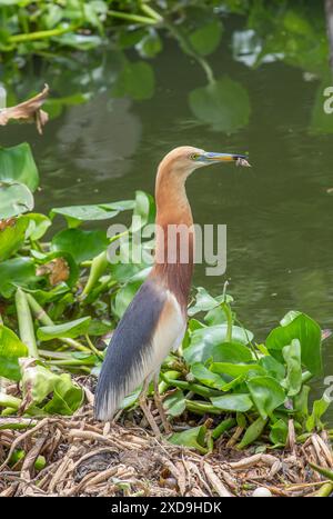 Aironi indiani di stagno, Wat Nang Sao, Thailandia Foto Stock