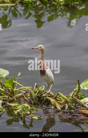 Aironi indiani di stagno, Wat Nang Sao, Thailandia Foto Stock