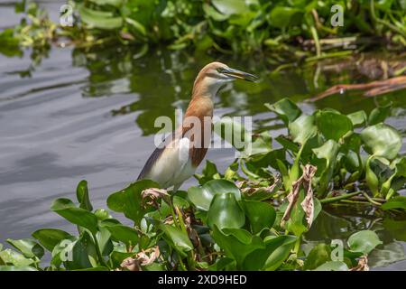 Aironi indiani di stagno, Wat Nang Sao, Thailandia Foto Stock