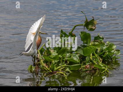 Aironi indiani di stagno, Wat Nang Sao, Thailandia Foto Stock