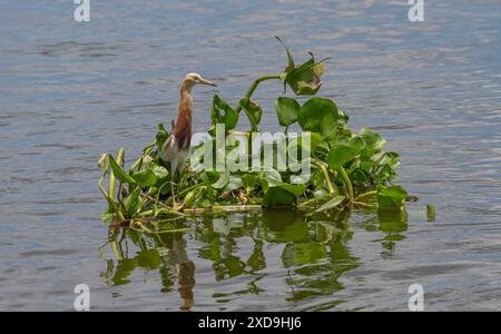 Aironi indiani di stagno, Wat Nang Sao, Thailandia Foto Stock