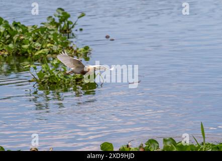 Aironi indiani di stagno, Wat Nang Sao, Thailandia Foto Stock