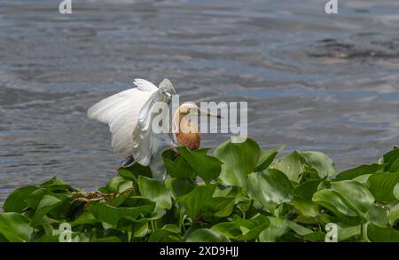 Aironi indiani di stagno, Wat Nang Sao, Thailandia Foto Stock