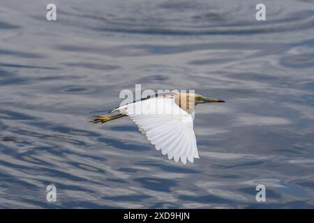 Aironi indiani di stagno, Wat Nang Sao, Thailandia Foto Stock